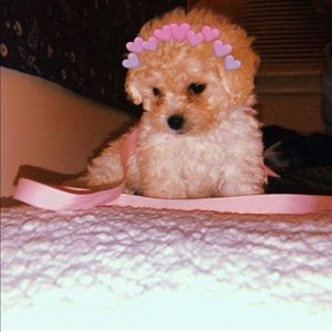 Meet your Posher, Cristina